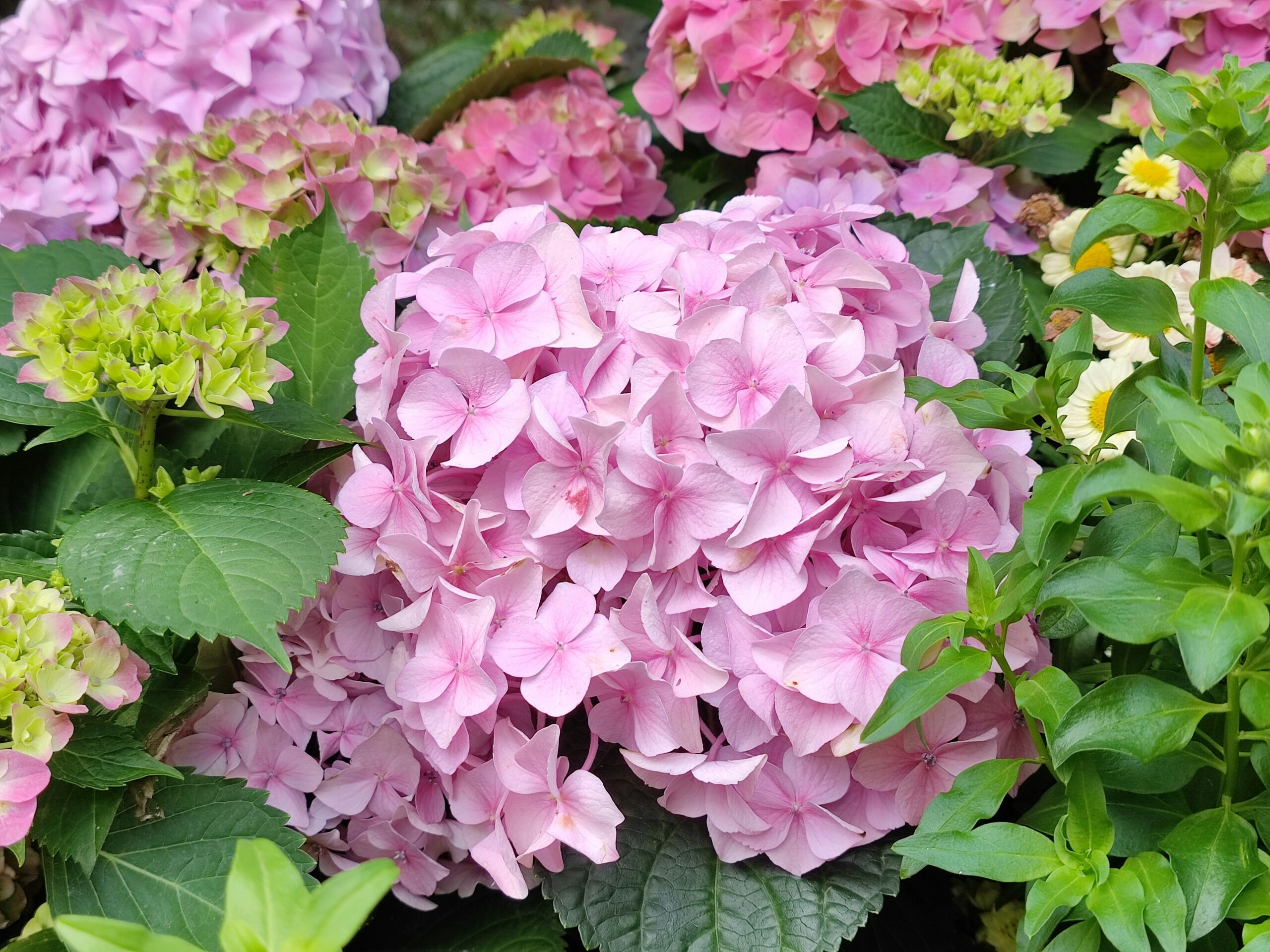Read more about the article How to Make a Fresh Flower Wreath