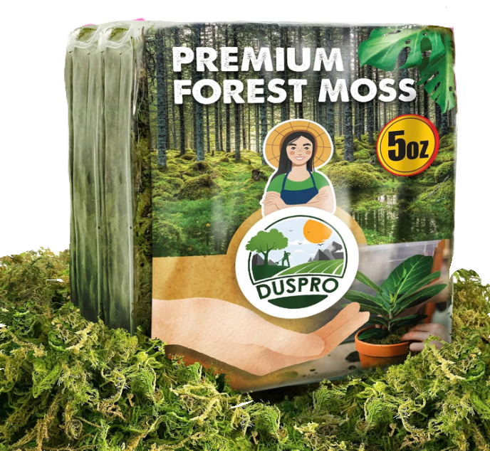 Planter Moss
